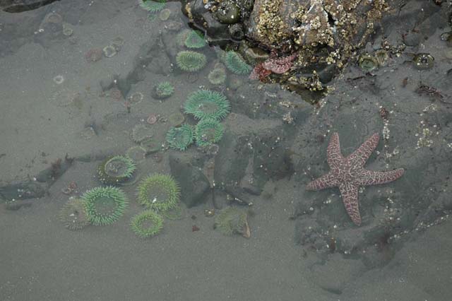 Tidepool on Ruby Beach, Washington